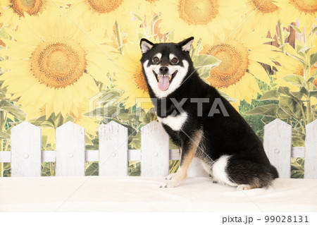 向日葵と笑顔の柴犬 99028131