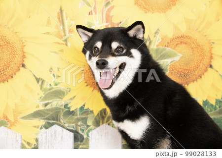 向日葵と笑顔の柴犬のバストアップ 向日葵と笑顔の柴犬のバストアップ 99028133