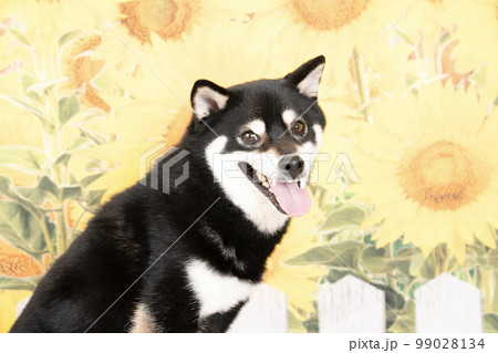 向日葵と笑顔の柴犬のバストアップ 99028134