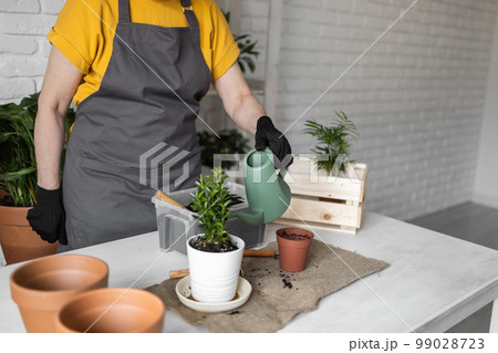Close-up woman gardener transplanting houseplants watering green plant in pots on wooden table copy space and empty place for text. Concept of home garden and take care plants in flowerpot Close-up woman gardener transplanting houseplants watering green plant in pots on wooden table copy space and empty place for text. Concept of home garden and take care plants in flowerpot 99028723