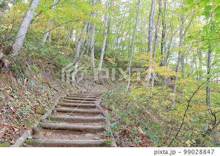 紅葉する森の山道(中津川渓谷 福島県 裏磐梯) 紅葉する森の山道(中津川渓谷 福島県 裏磐梯) 99028847