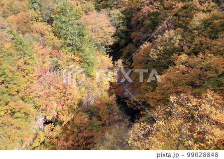 美しい渓流の紅葉(中津川渓谷 福島県 裏磐梯) 美しい渓流の紅葉(中津川渓谷 福島県 裏磐梯) 99028848