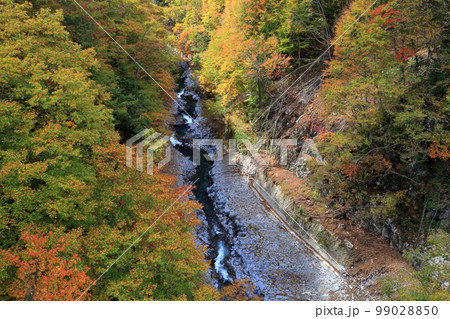 上から眺める紅葉と川の流れ（中津川渓谷　福島県 裏磐梯） 99028850