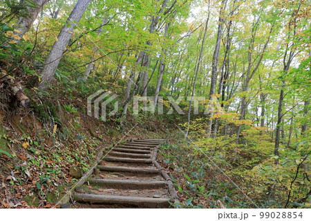 紅葉する森の山道(中津川渓谷 福島県 裏磐梯) 紅葉する森の山道(中津川渓谷 福島県 裏磐梯) 99028854