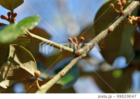 ヤドリギ099 ferm LIVING 期間・数量限定で対象アイテム「20%OFF