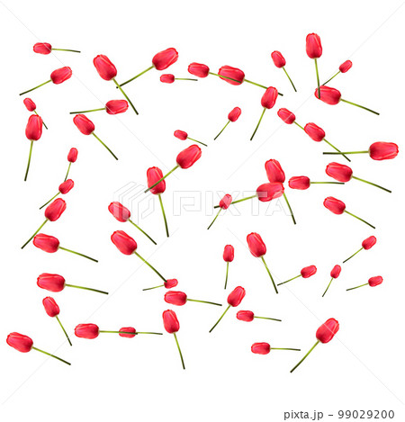 Pattern of many red tulips on a white background. The concept of the arrival of spring, Easter. Universal holiday background. Vector image. 99029200