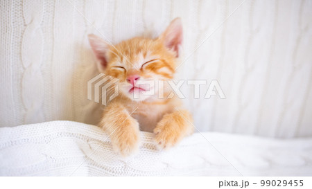 Baby cat. Ginger kitten sleeping under blanket Baby cat. Ginger kitten sleeping under blanket 99029455