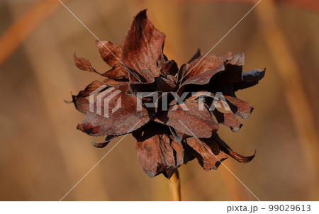 White willow tree with dried seeds in the forest White willow tree with dried seeds in the forest 99029613