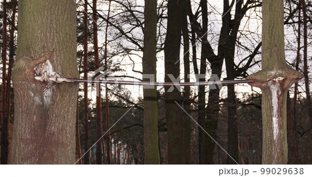 The tree has swallowed up the iron crossbar (horizontal bar), which was for a long time to him The tree has swallowed up the iron crossbar (horizontal bar), which was for a long time to him 99029638