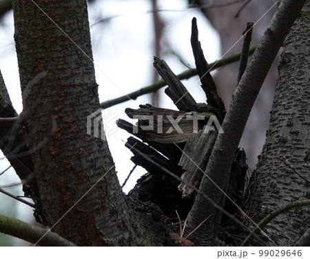 The tree in which, applying fantasy, the head of the Goat is guessed 99029646