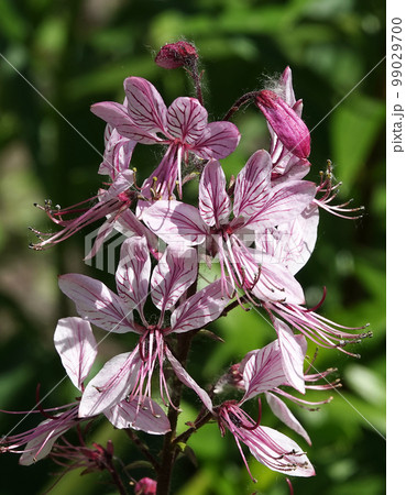 Flowers White ash, blooming in early summer Flowers White ash, blooming in early summer 99029700