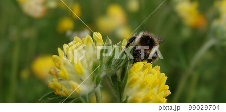 Flower Ulcer wound healing or Ulcer common, or Cinder or Hare clover, or Yellow hare clover is a herbaceous plant, the legume family Flower Ulcer wound healing or Ulcer common, or Cinder or Hare clover, or Yellow hare clover is a herbaceous plant, the legume family 99029704