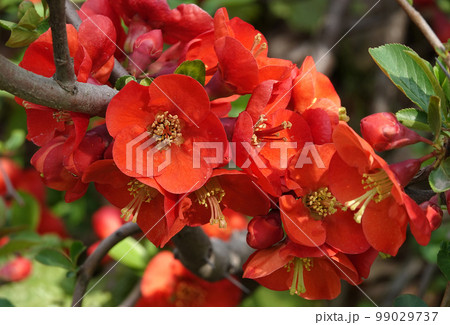 Rosehip blooming in red flowers is the nature of the Ukrainian land Rosehip blooming in red flowers is the nature of the Ukrainian land 99029737