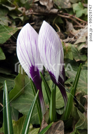 Flowers Saffron sowing still in buds in early spring 99029747