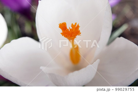 Saffron sowing flowers in early spring with different colors 99029755