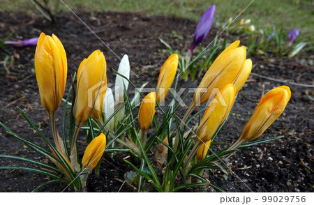 Flowers Saffron sowing still in buds in early spring Flowers Saffron sowing still in buds in early spring 99029756