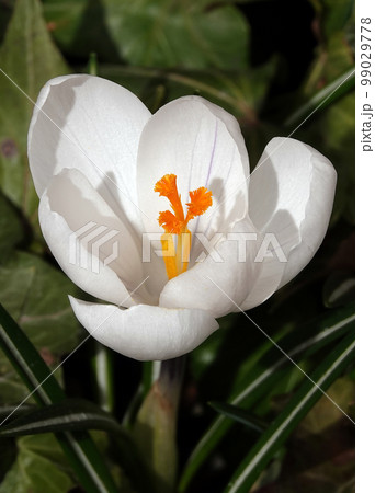 Saffron sowing flowers in early spring with different colors Saffron sowing flowers in early spring with different colors 99029778