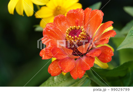 Zinnia flowers graceful close-up very delicate and beautiful Zinnia flowers graceful close-up very delicate and beautiful 99029799