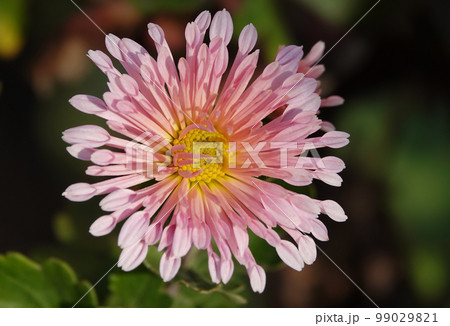 Flower Garden Chrysanthemum or Mulberry Chrysanthemum, or Chinese Chrysanthemum is a plant, Asteraceae family, genus Chrysanthemum 99029821