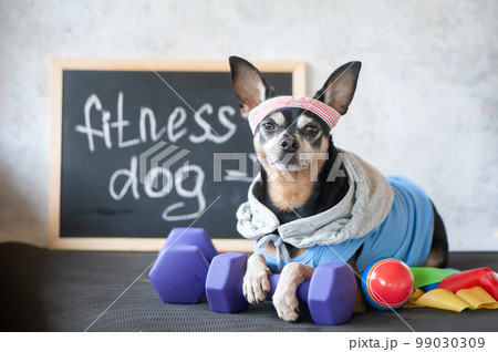 Dog fitness. Fitness and healthy lifestyle for pet 99030309