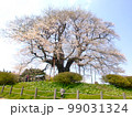 岡山県真庭市の醍醐桜 99031324