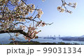 鷲羽山の桜と瀬戸大橋 99031334