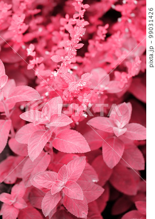 mint n the garden, toned in pink mint n the garden, toned in pink 99031426