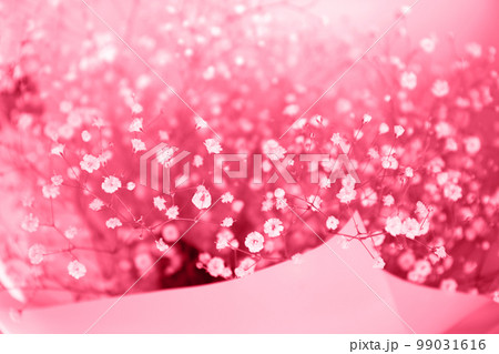 Big bouquet of small white flowers of Gypsophila, toned in pink Big bouquet of small white flowers of Gypsophila, toned in pink 99031616