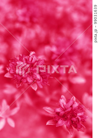 Azalea Blue Baron, toned in pink Azalea Blue Baron, toned in pink 99031639