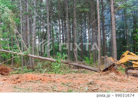 Construction process involved use tractor skid to clear land of uprooted trees in preparation for development subdivision Construction process involved use tractor skid to clear land of uprooted trees in preparation for development subdivision 99031674