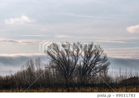 Beautiful winter scenery of foggy farmland at early morning at sunrise. Grassland with trees in the foreground 99031783