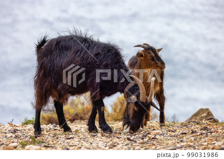 Herd of Sheep on the green grass by the Sea Coast. Sardinia, Italy. 99031986
