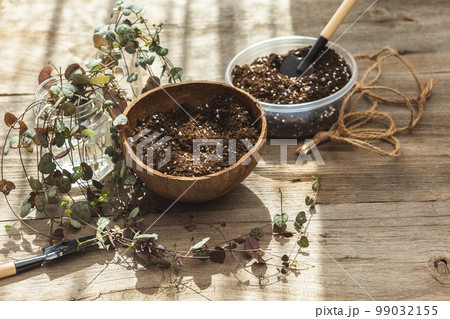 Rooted String of Hearts plant planting in coconut 99032155