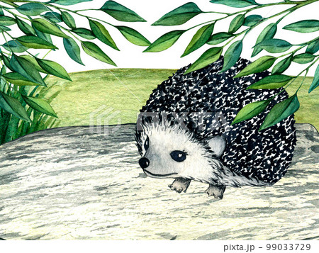 Watercolor wild forest animals: hedgehog on stone. Woodland hand-painted nature illustration for kids design, postcards, poster and print. Clip art for nursery design. 99033729