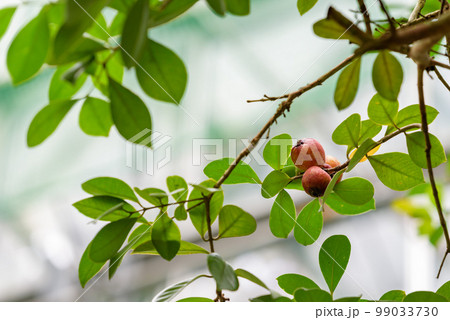 テリハバンジロウ、熟れ始めたストロベリーグアバの実 99033730