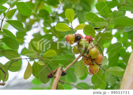 テリハバンジロウ、熟れ始めたストロベリーグアバの実 テリハバンジロウ、熟れ始めたストロベリーグアバの実 99033731