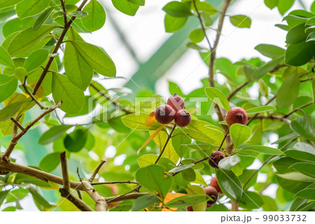 テリハバンジロウ、熟れ始めたストロベリーグアバの実 99033732