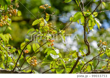 熟れ始めたサンシュユの実 99033753
