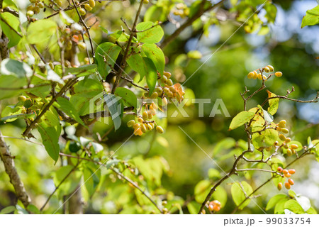 熟れ始めたサンシュユの実 99033754