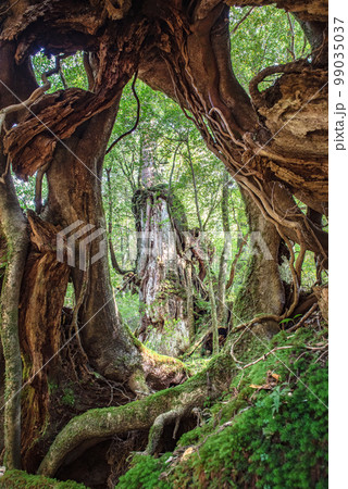 森の窓　屋久島白谷雲水峡(秋 99035037