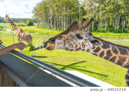 Zoo visitors feeding a giraffe from raised platform 99035259