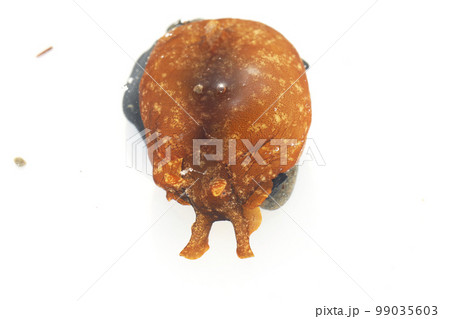 アメフラシ 99035603