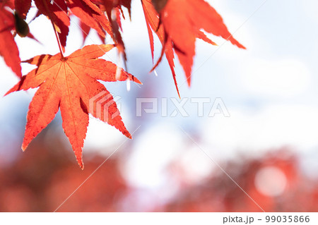 冬支度の紅葉した楓 冬支度の紅葉した楓 99035866