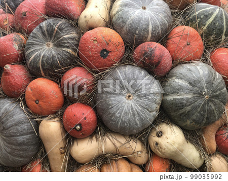 Colorful varieties of pumpkins. Pumpkin background 99035992