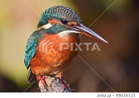 夕日を浴びてグリーンに輝くカワセミ 99036525