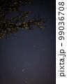 梅の木と星空 99036708