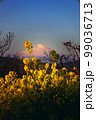 菜の花と富士山 99036713