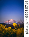 菜の花と富士山 99036714