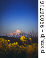 菜の花と富士山 99036716