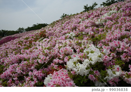 つつじ2022_01 99036838